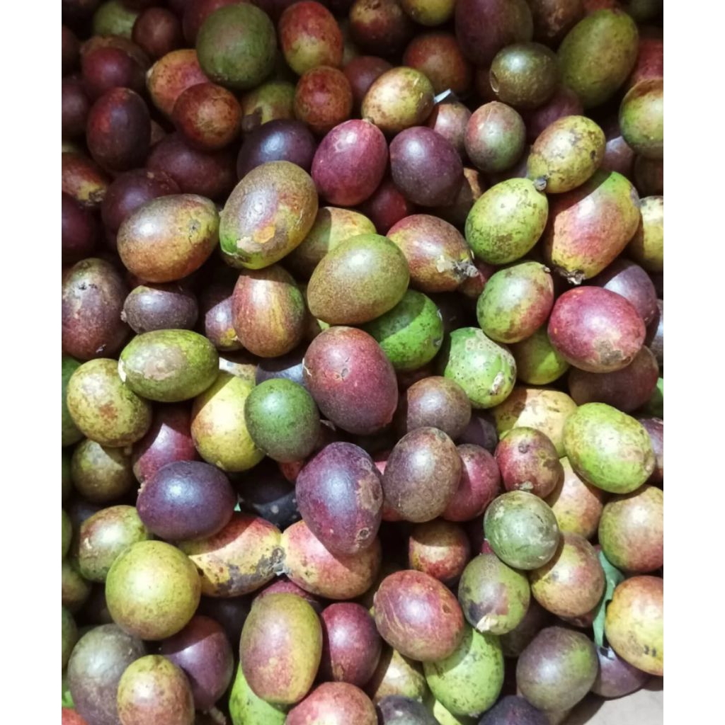 

buah matoa 500gr dan 1kg