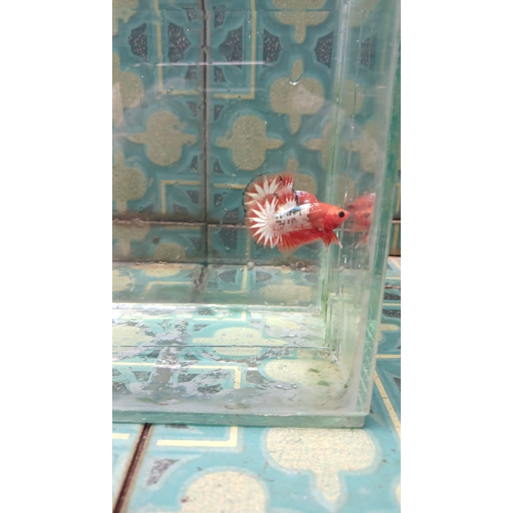 fccp orean head big star tail