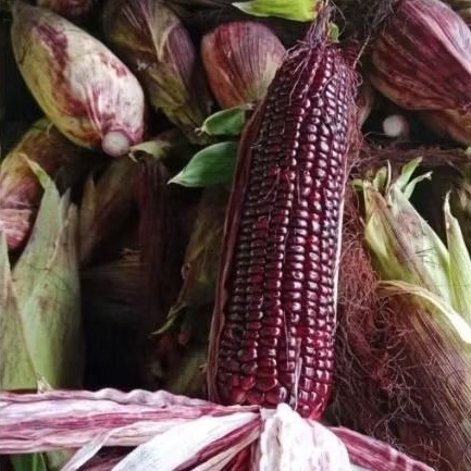 

(PROMO) JAGUNG KETAN UNGU 1 KG | BERKHASIAT UNTUK KESEHATAN