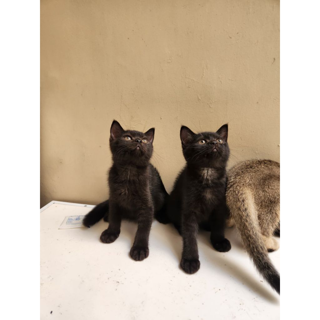Kitten British Shorthair BSH Black Cinnamon