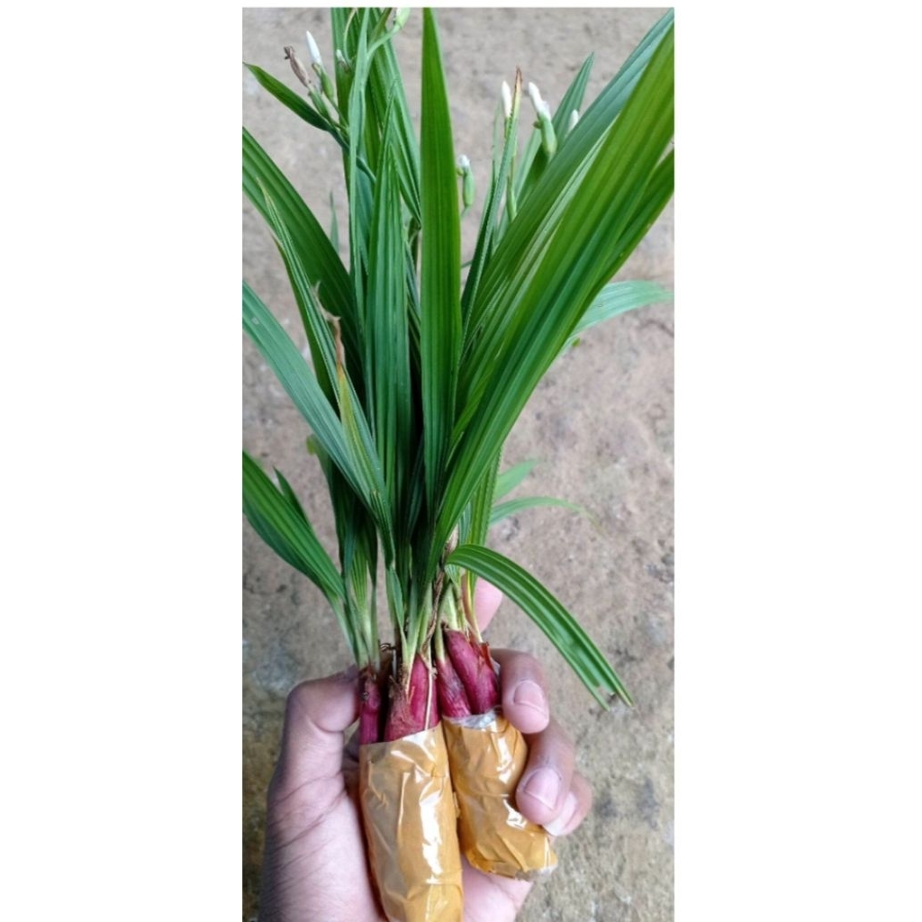 BIBIT BAWANG DAYAK/BAWANG HUTAN/BAWANG DAYAK HUTAN