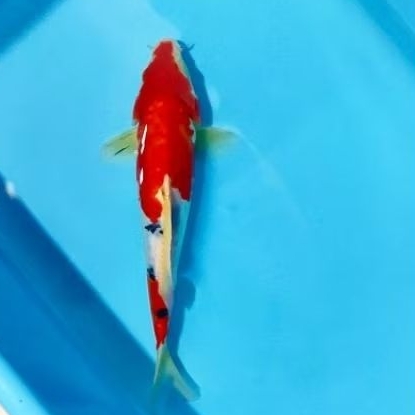 ikan koi blitar kohaku doitsu 24 cm