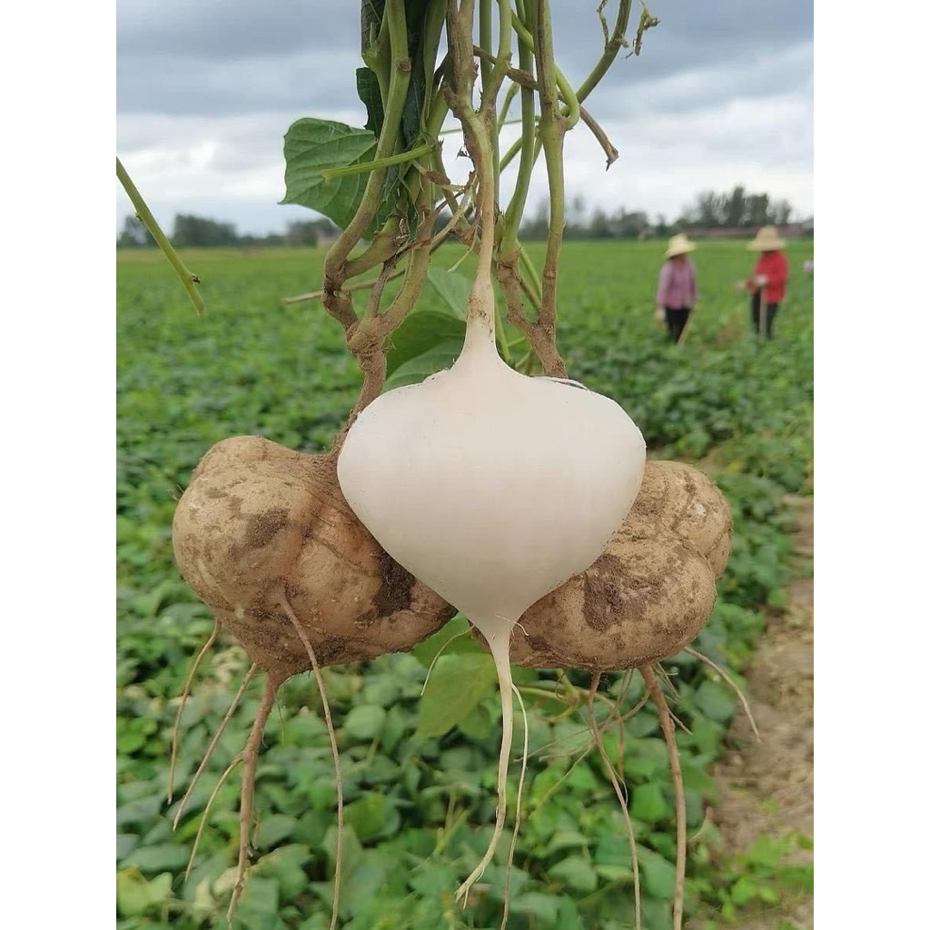 

Bengkoang fressh asli kebumen 1Kg dipetik langsung dari kebun