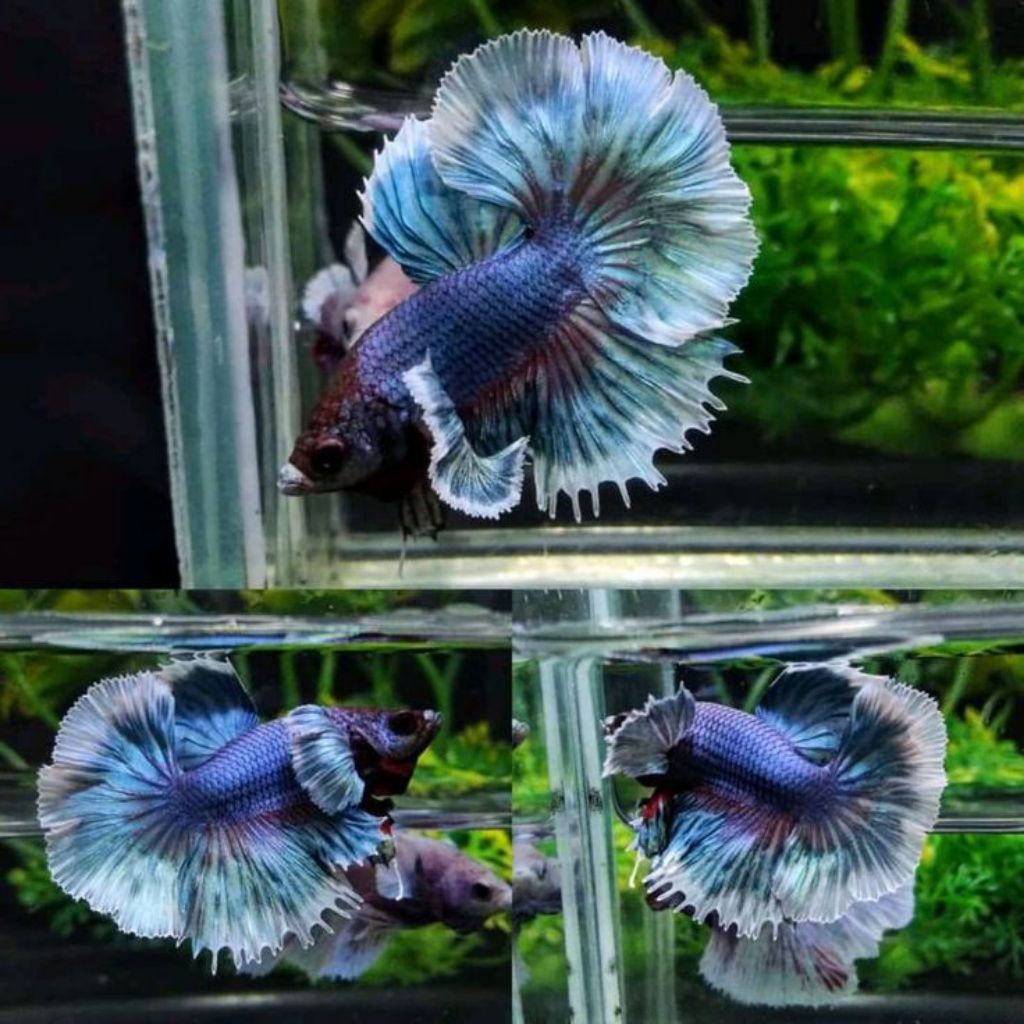 (PROMO) Hiasan Dekorasi Aesthetic Halfmoon Dumbo Ear Rosetail Jumbo