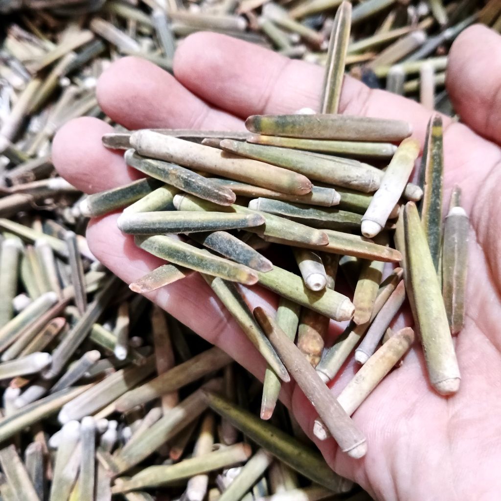 

Cangkang kerang bambu - kerang bambu hijau - kerang bambu hias - kerang kerajinan