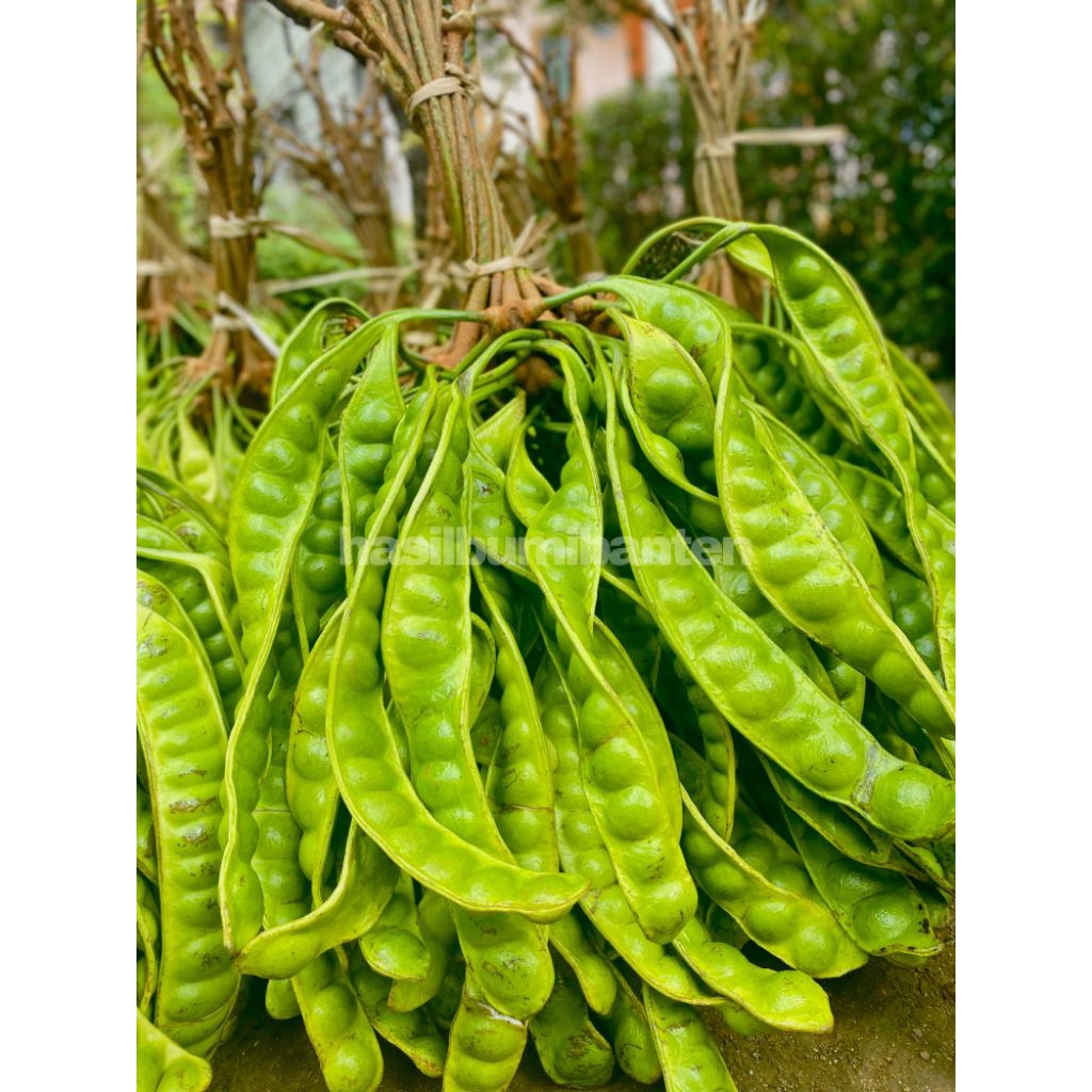 

PETE PETAI TUA FRESH ISI 70 PAPAN LONJOR