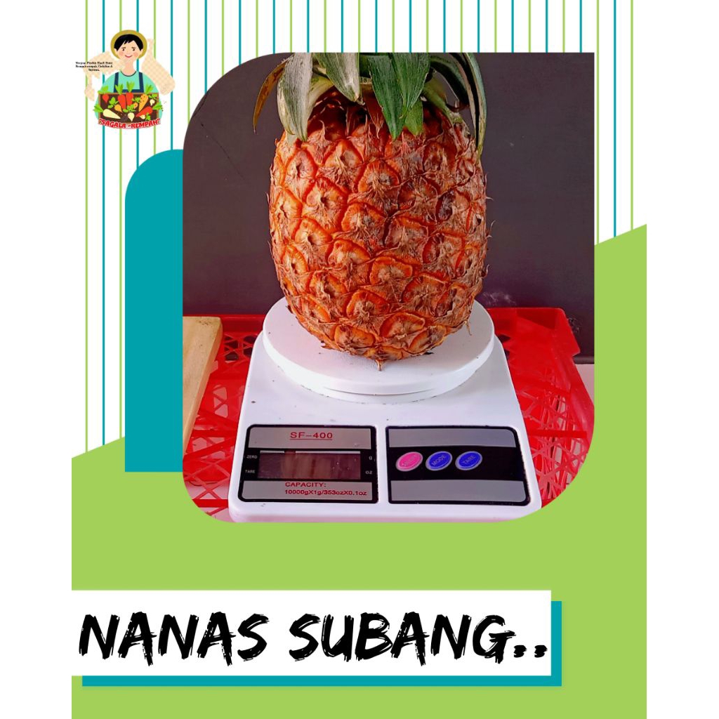 

BUAH NANAS SUBANG ASLI DI JUAL PERBIJI(Berat Rata2 -+1170 Gram)