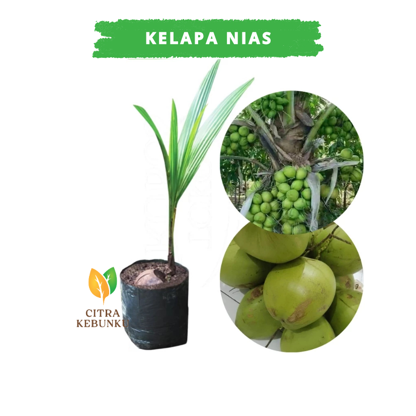 BIBIT KELAPA NIAS TUMPUK UNDUNG - BIBIT BUAH KELAPA NIAS - BIBIT KELAPA NIAS GENJAH