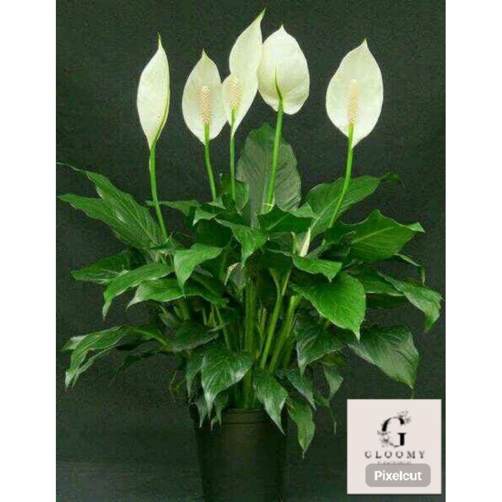bunga sepatu filum ( Spathiphyllum floribundum)