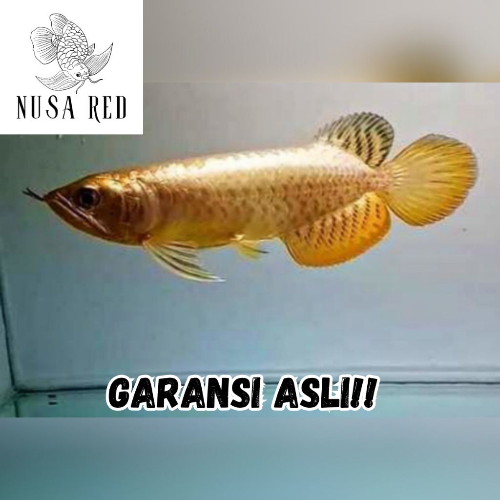 Arwana GH24k Crossback Malaysian Grade A+