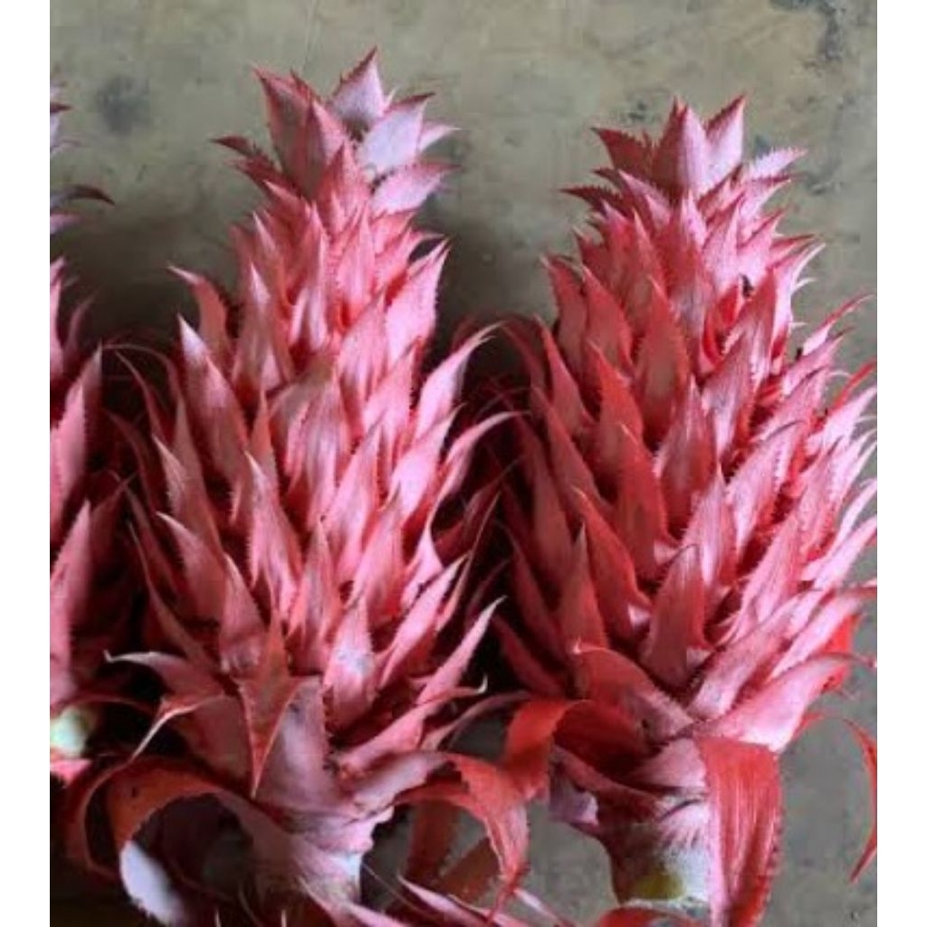 

nanas muda / nanas merah