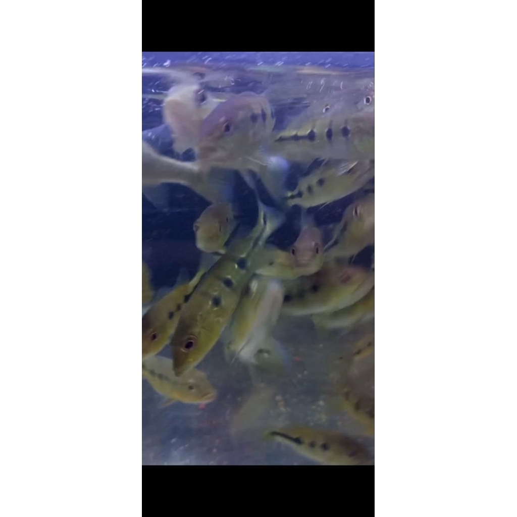 hiasan aquarium pbass orinoco spot Oreo