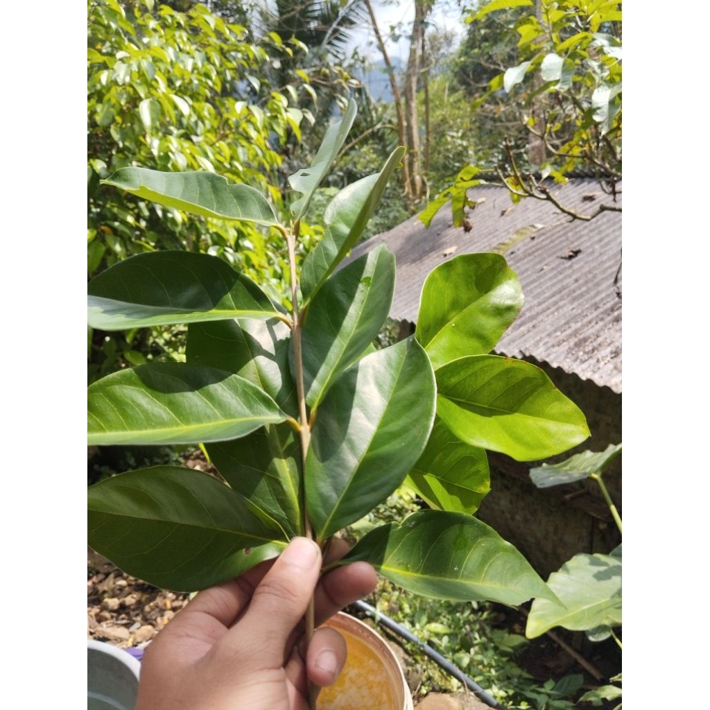 

100grDaun salam fresh cocok buat bumbu masak