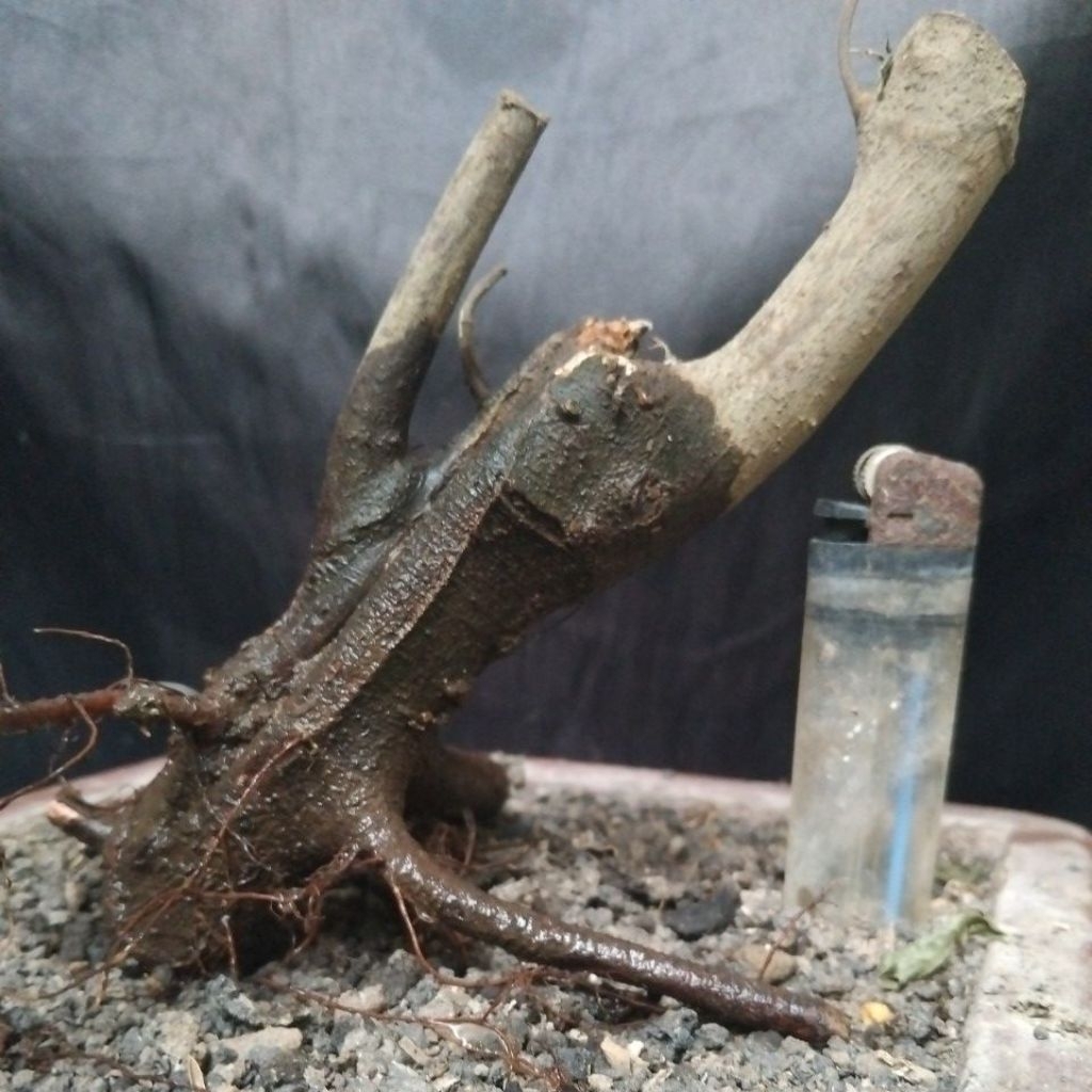 Bahan Bonsai Amplas Hitam Dongkelan Small Mame size Case cade Slanting Informal, The Maxx 30 cm Real