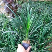 Tanaman Hias Jaburan Hijau Tanaman Alang Hijau Jaburan Vittatus Murah