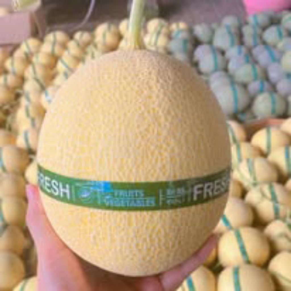 

melon netto fresh -/+1000gr