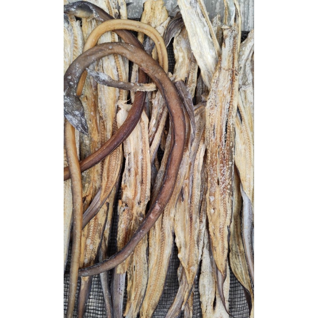 

Ikan Sidat Asin Kering / Belut Laut Asin Gurih Nikmat