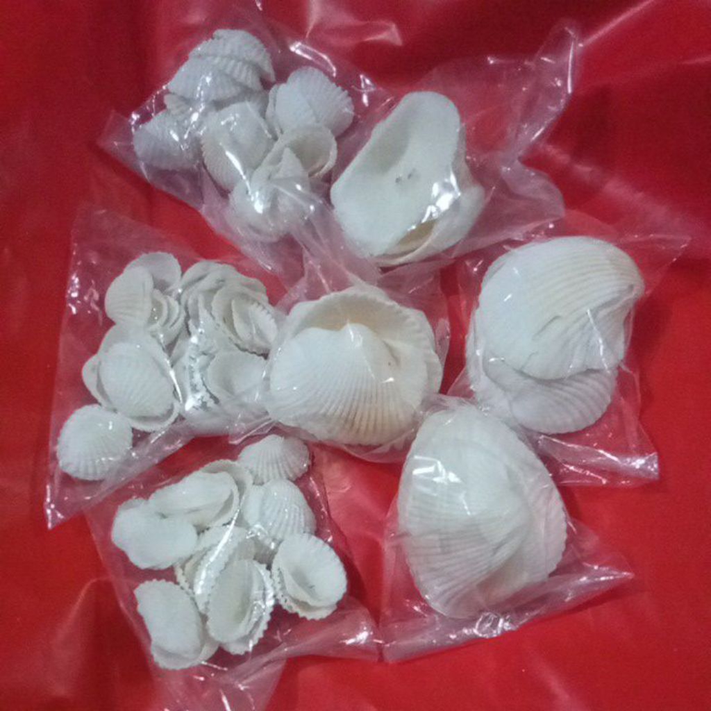 

KULIT KERANG PER BUNGKUS UNTUK PRAKARYA