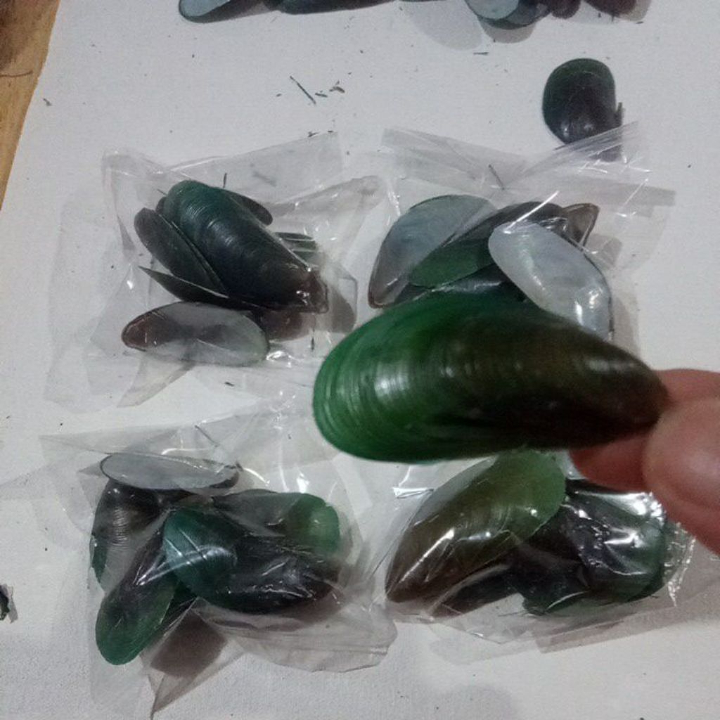 

KULIT KERANG HIJAU KERANG BAMBU PER BUNGKUS