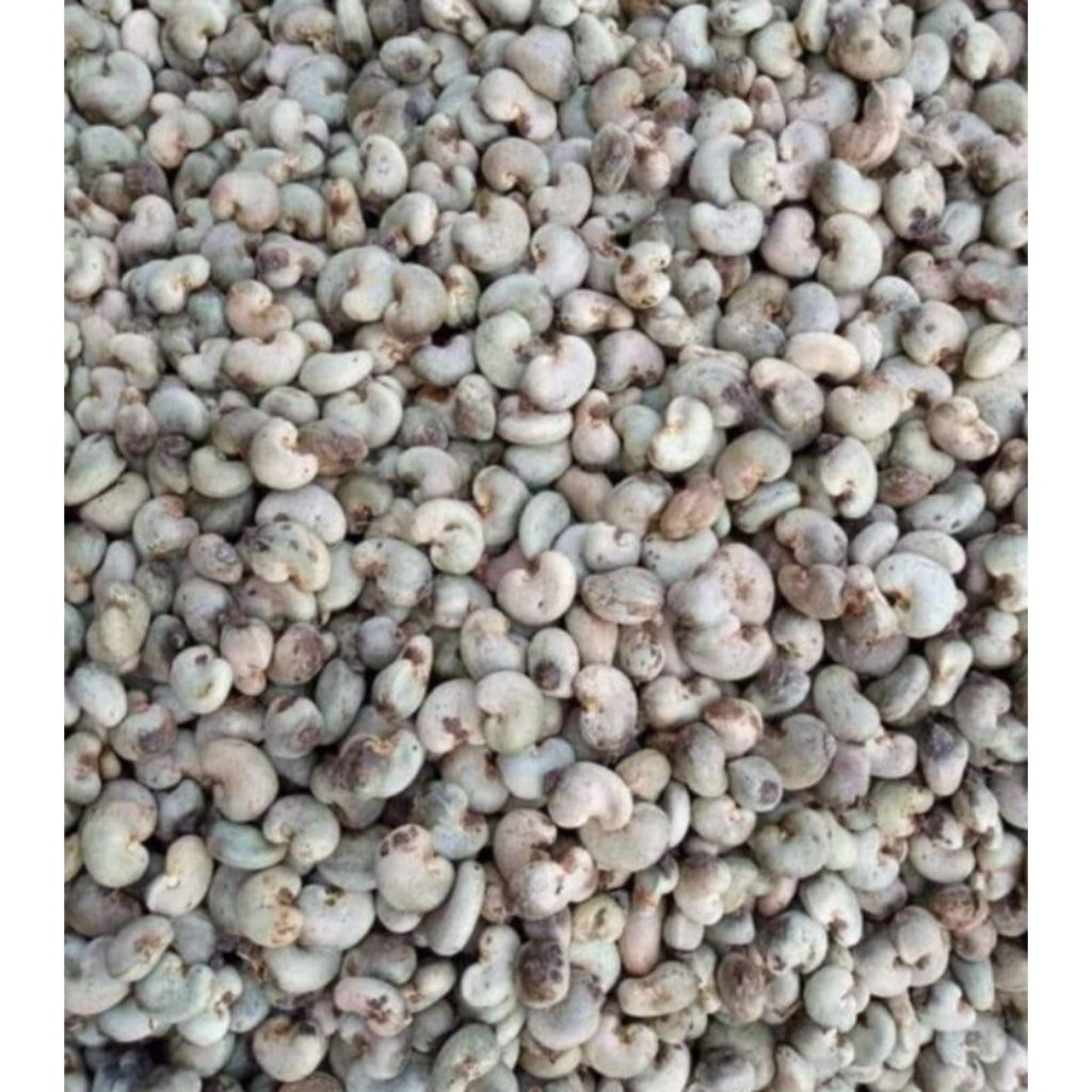 

mente glondong asli Jawatimur kwalitas super