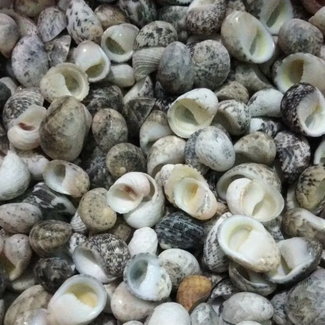 Cangkang kerang laut Ce'e (Nerite) 1 kg