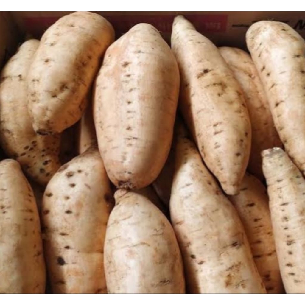 

Ubi Madu Premium | Asli Cilembu 1kg