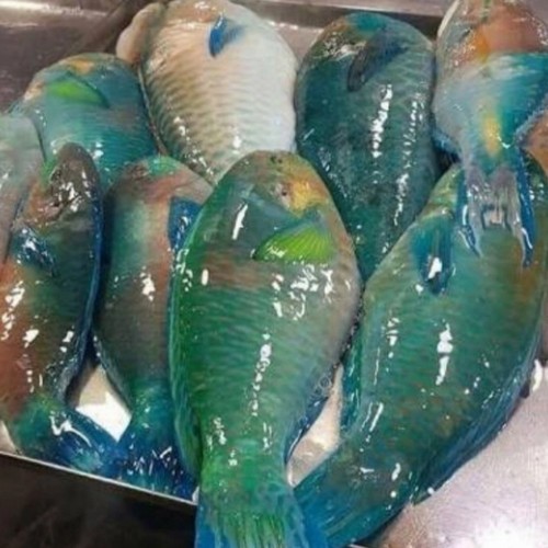 

Ikan Segar Ikan 1Kg Parot Ikan Kaka Tua