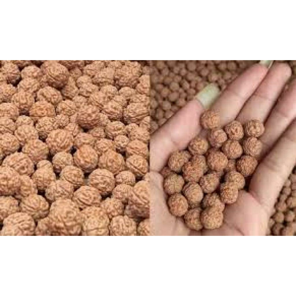 

Buah Ganitri 1Kg Untuk Bahan Kerajinan tasbih, gelang, kalung dll