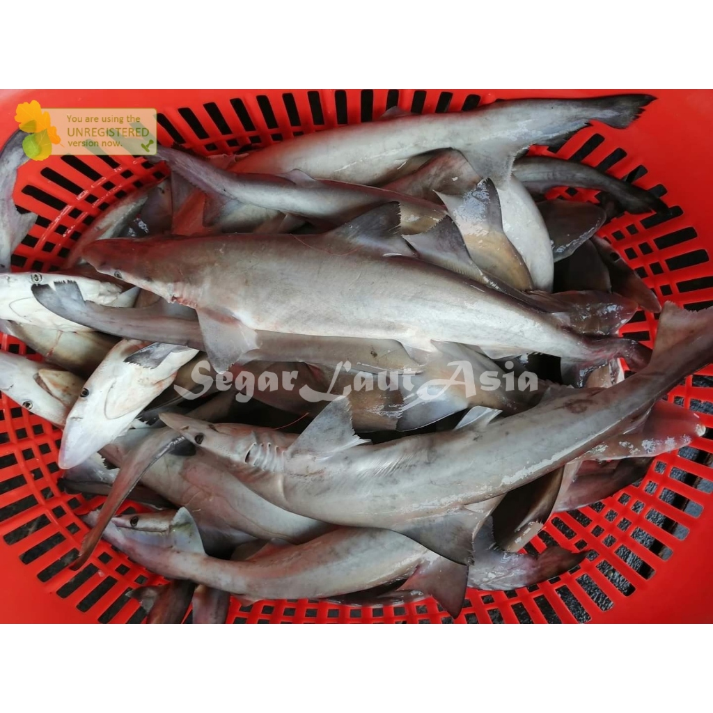 

Ikan Segar 1Kg Ikan Hiu Kecil Baby hiu Utuh
