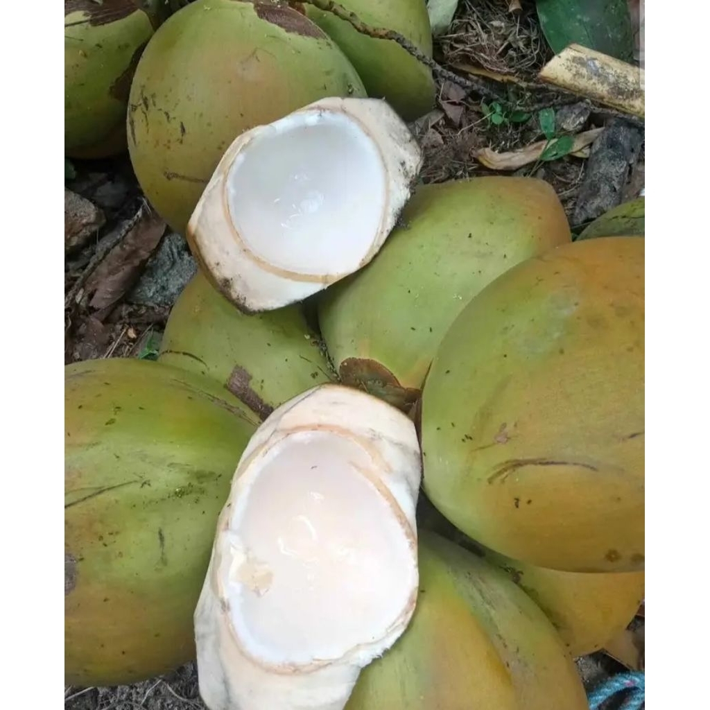 

kelapa muda
