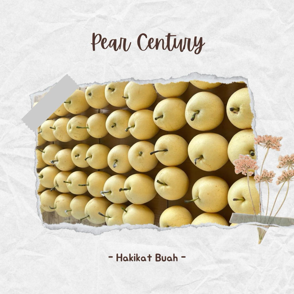 

Buah Pir / Pear Century