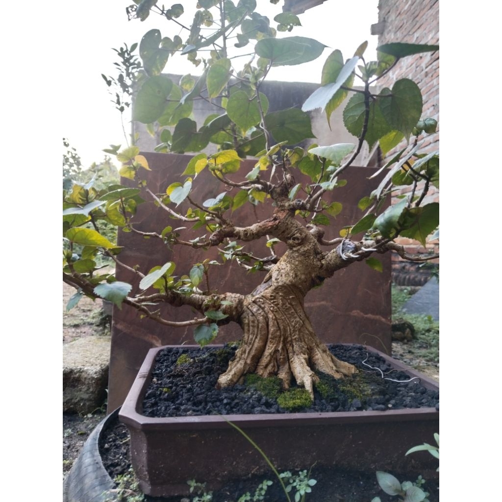 Bahan bonsai waru taiwan tanaman bonsai