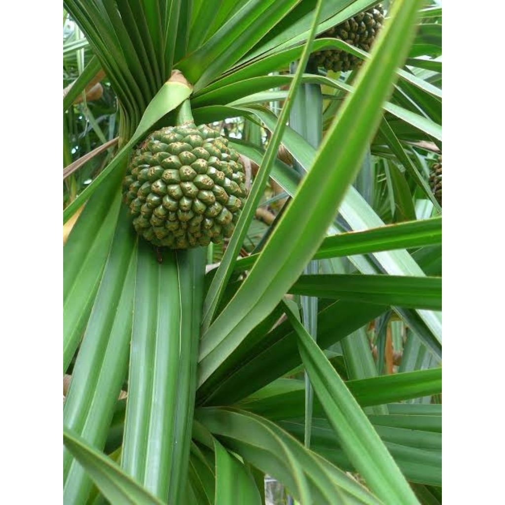 

buah pandan muda fres di petik langsung dari pohon nya 1 butir buah