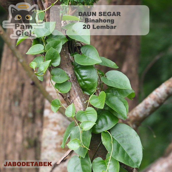 

Daun Binahong Segar 20 Lembar Mudah Layu Ukuran Kecil Sedang