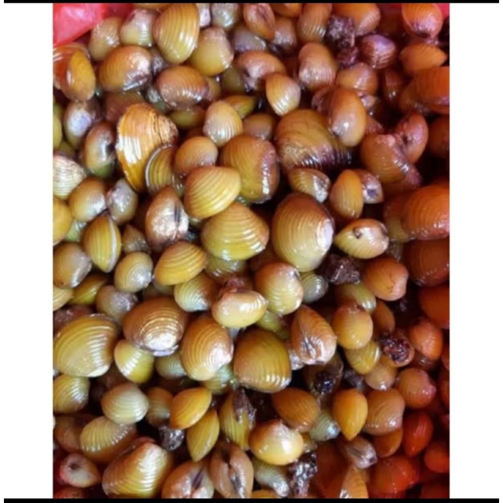 remis kerang hidup buatbobat dan lain lain 20 pcs