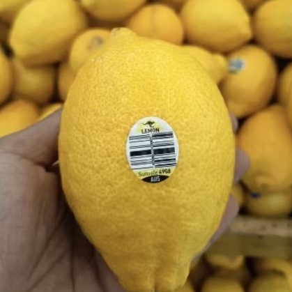 

Buah lemon Australia fresh lemon import 1 kg