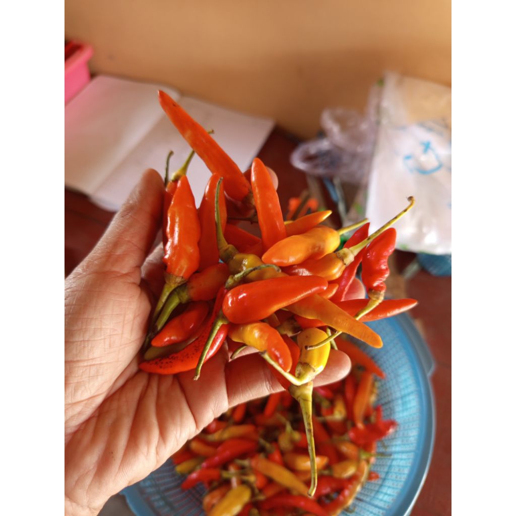 

Lombok / Cabai Kecil 1 kg