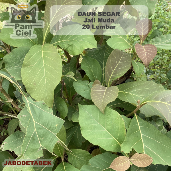 

Daun Jati Muda 20 Lembar Size Kecil-Sedang