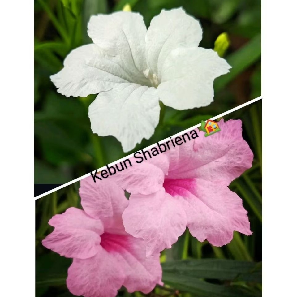 BUNGA RUELLIA PUTIH/PINK. Bibit Tanaman Obat. Bibit Tanaman Herbal.