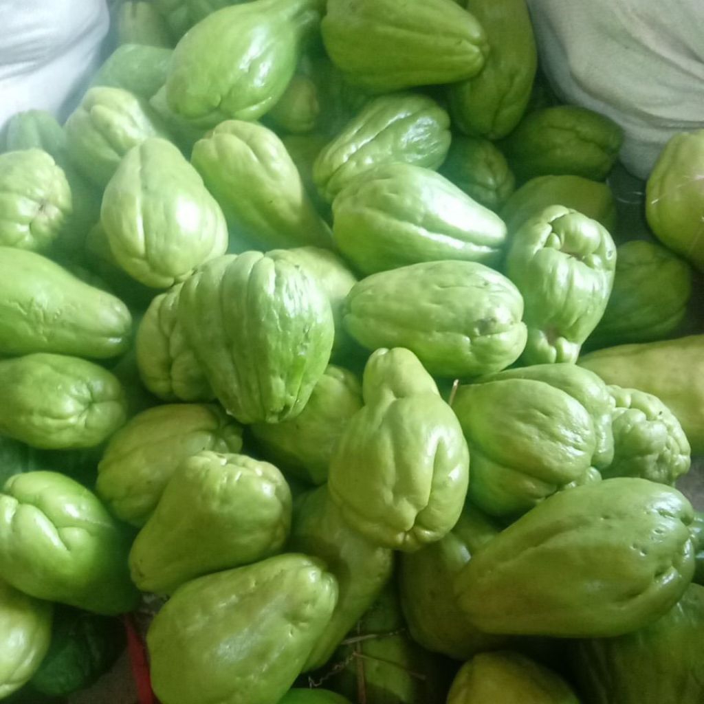 

Benih Labu Siam Super Siap Tanam