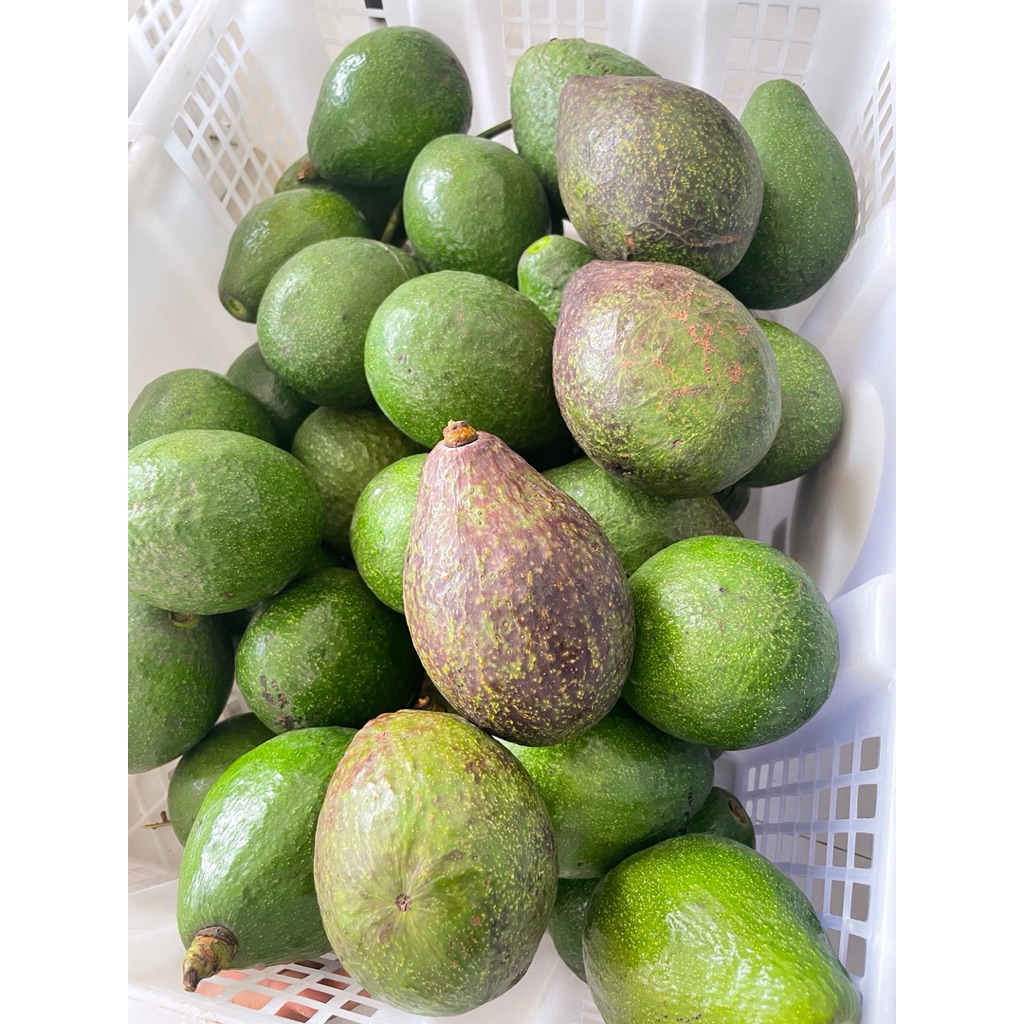 

ALPUKAT MENTEGA LOKAL