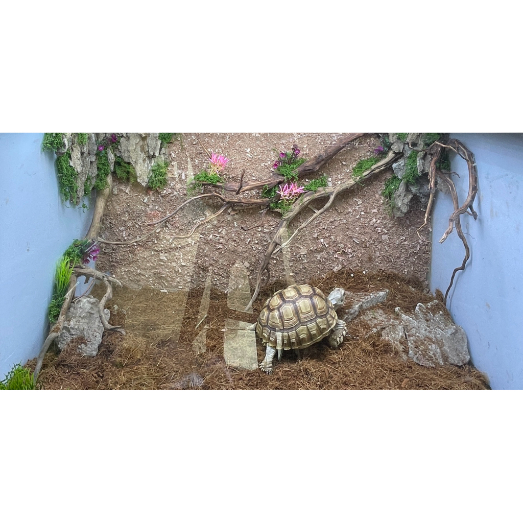 kura kura Darat Sulcata Tortoise Mocca 14-15 CM