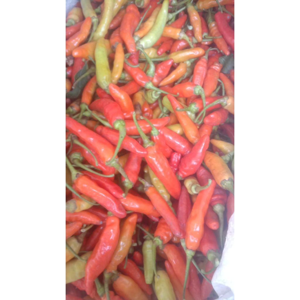 

cabai rawit merah super pedas