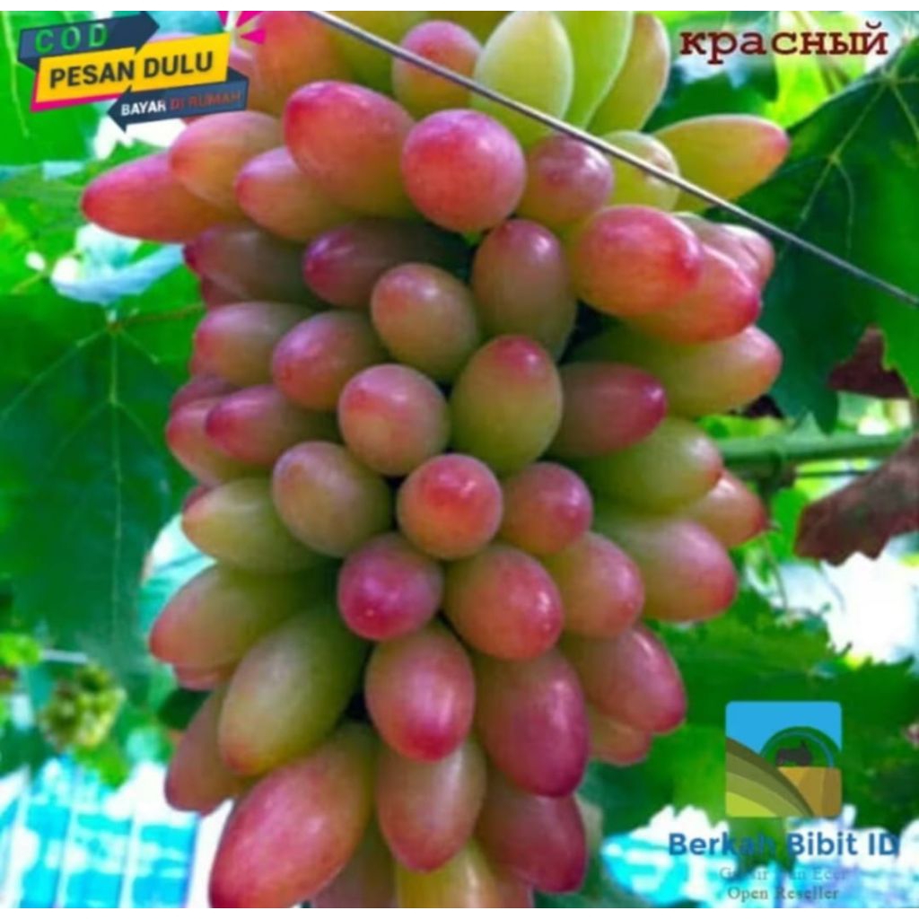 bibit tanaman anggur import muscat super