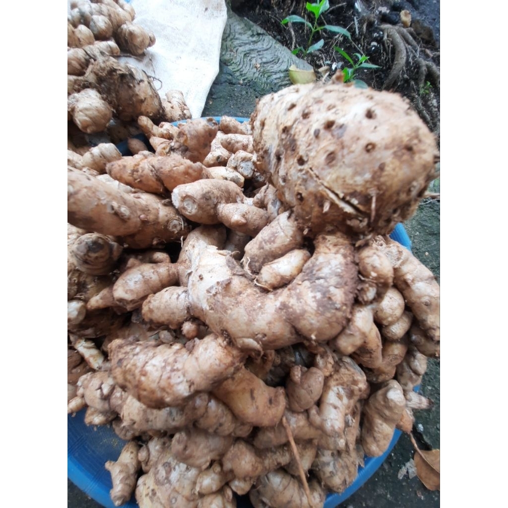 

TEMU HITAM TEMU IRENG PAITAN