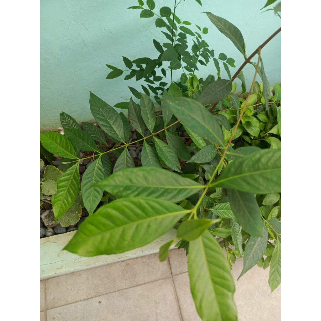 

Daun Salam Organik | Salam leaves | Daun Penyedap Masakan