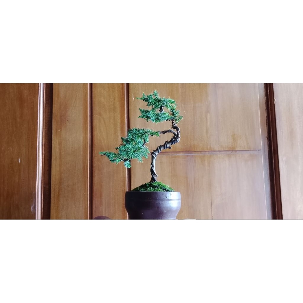 mame bonsai cemara duri