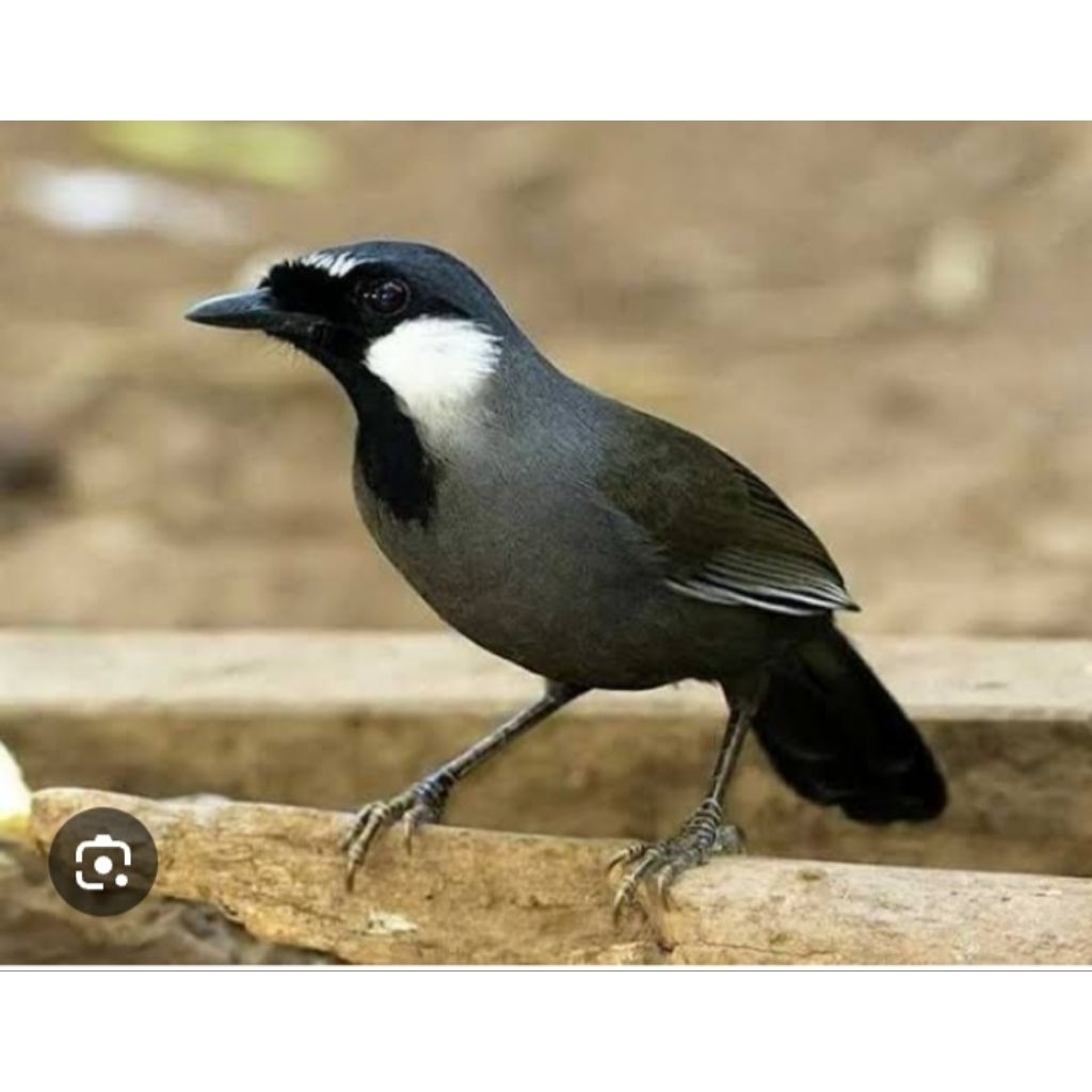 Poksay Hongkong gacor suara variasi