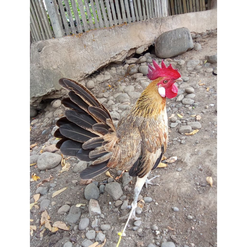 Ayam papak / Bulbi (Ayam Hutan)