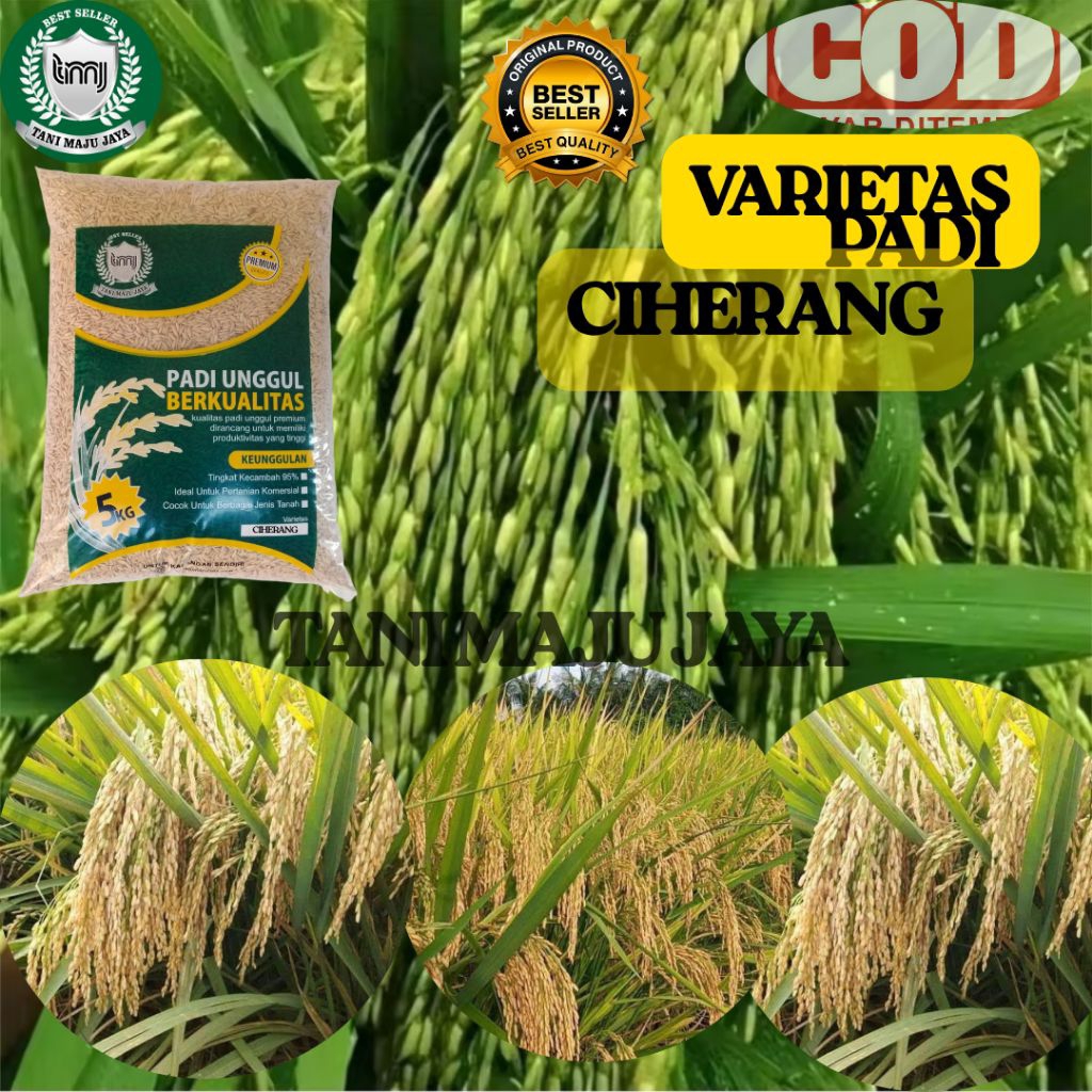 BIBIT PADI BENIH PADI UNGGUL VARIETAS CIHERANG KEMASAN 5 KG